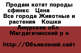 Продам котят породы сфинкс › Цена ­ 4 000 - Все города Животные и растения » Кошки   . Амурская обл.,Магдагачинский р-н